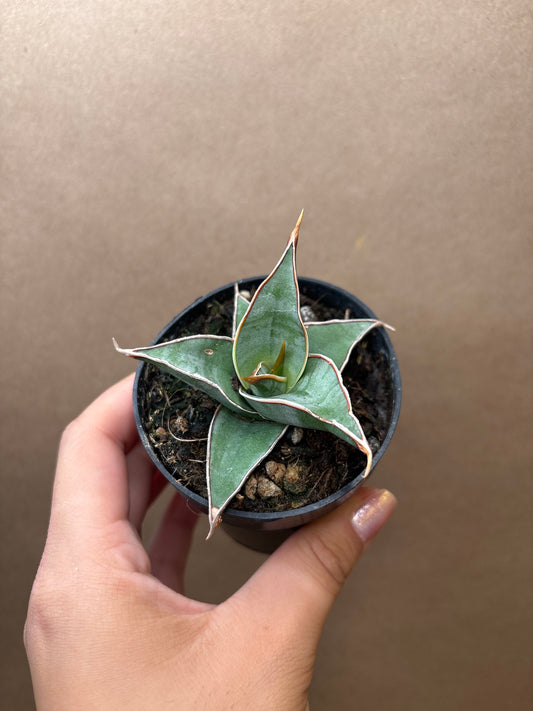 Sansevieria Pinguicola