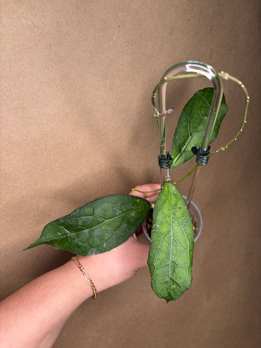 Hoya Clemensiorum