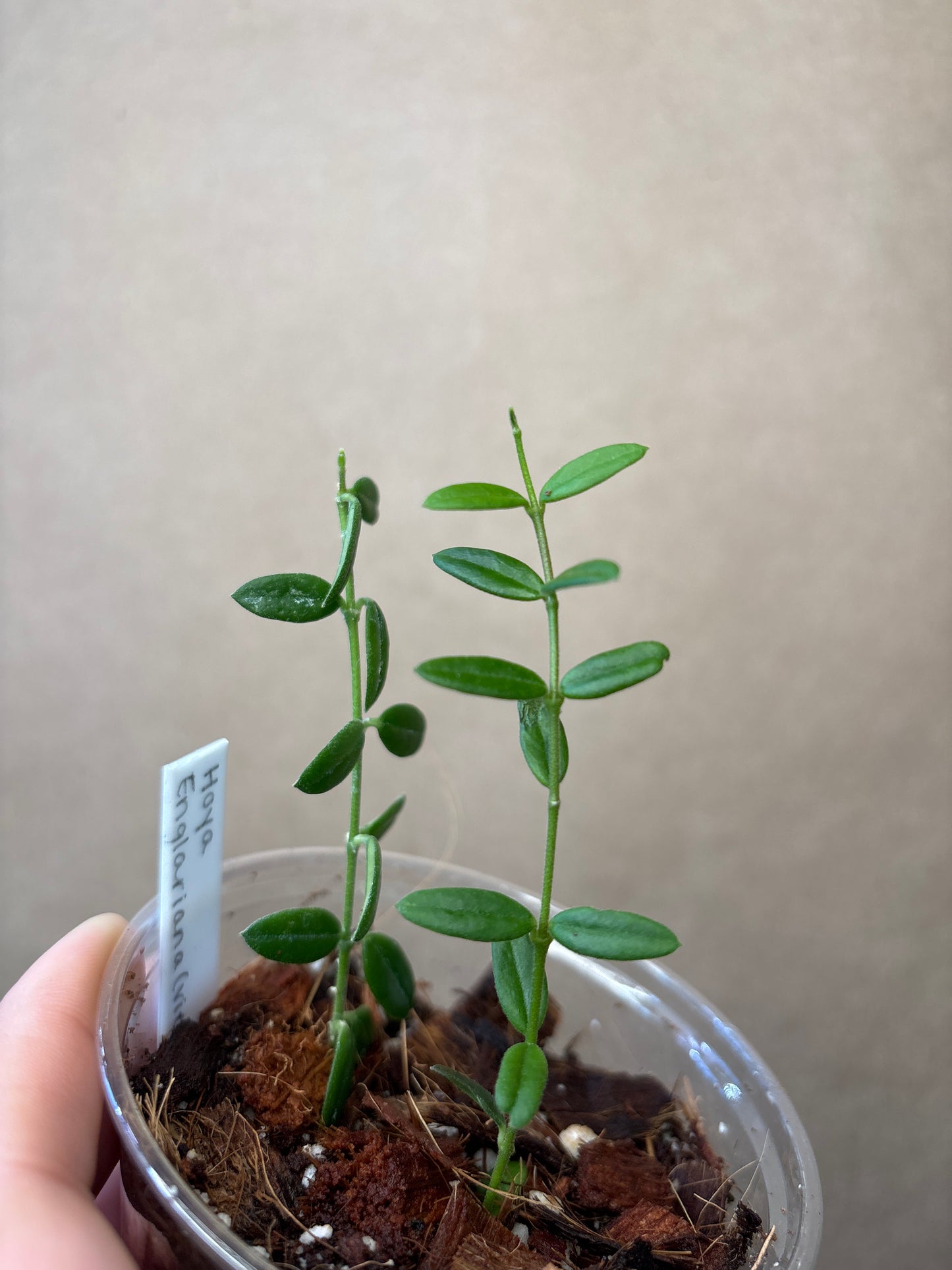 Hoya engleriana (Vietnam)