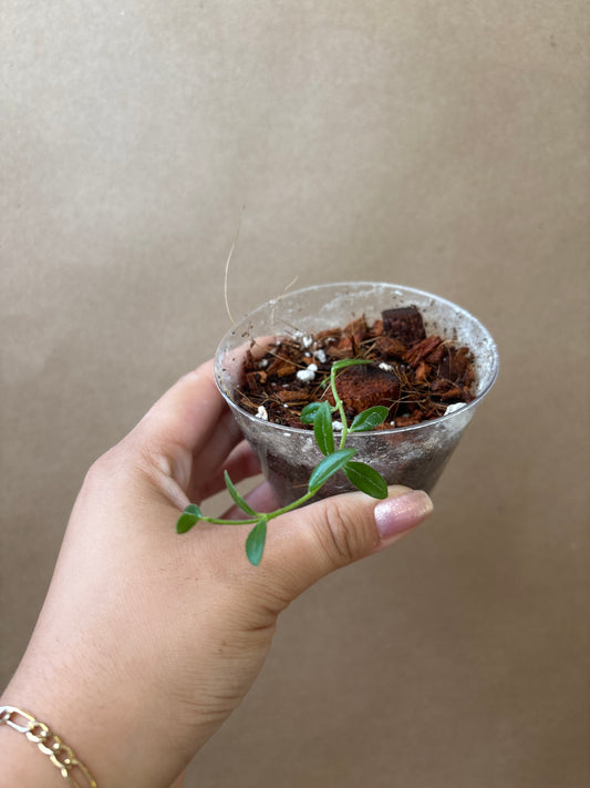 Hoya Engleriana
