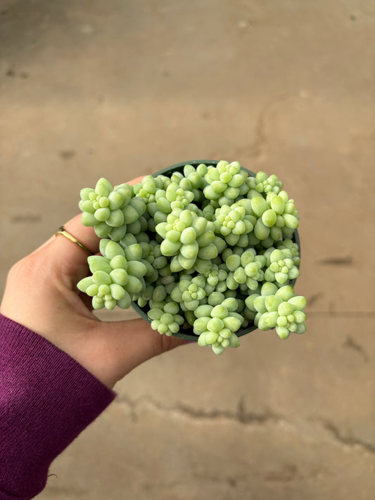 Burro’s Tail Succulent