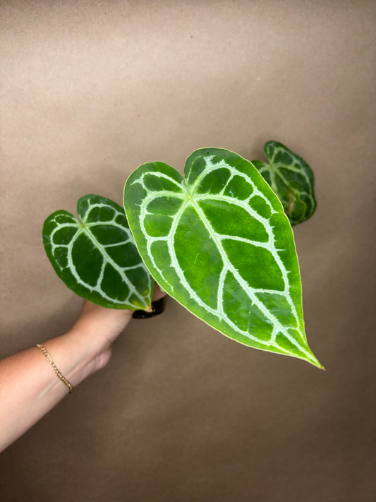 Anthurium Crystallinum