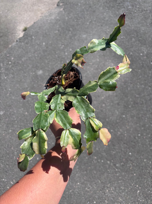 Variegated Thanksgiving Cactus