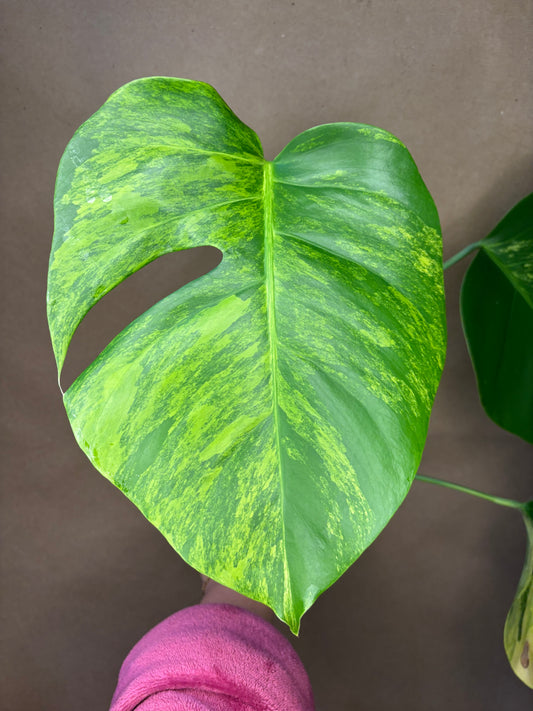 Monstera Deliciosa Aurea small form