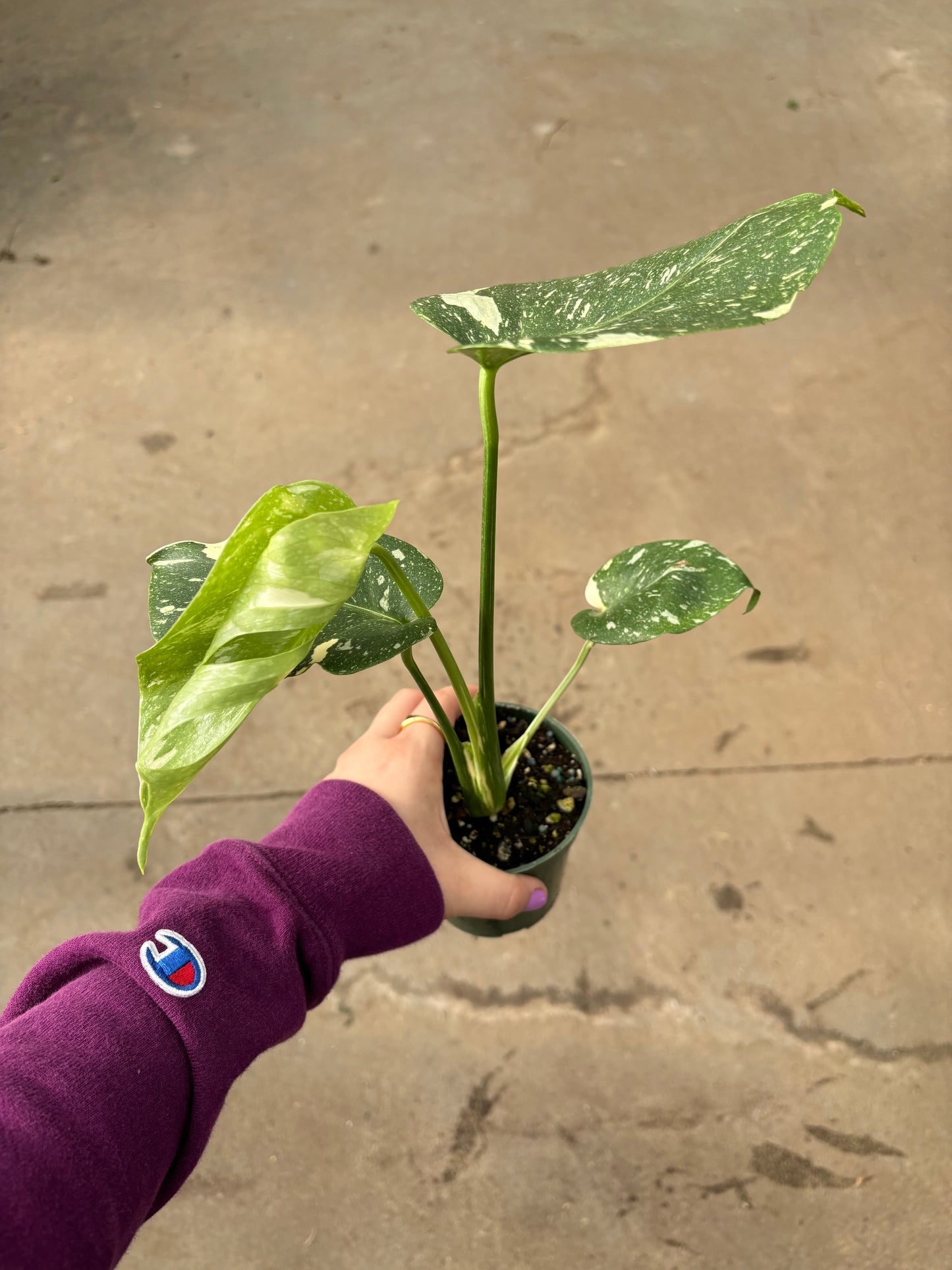 Monstera Deliciosa Thai Con 4” Pot