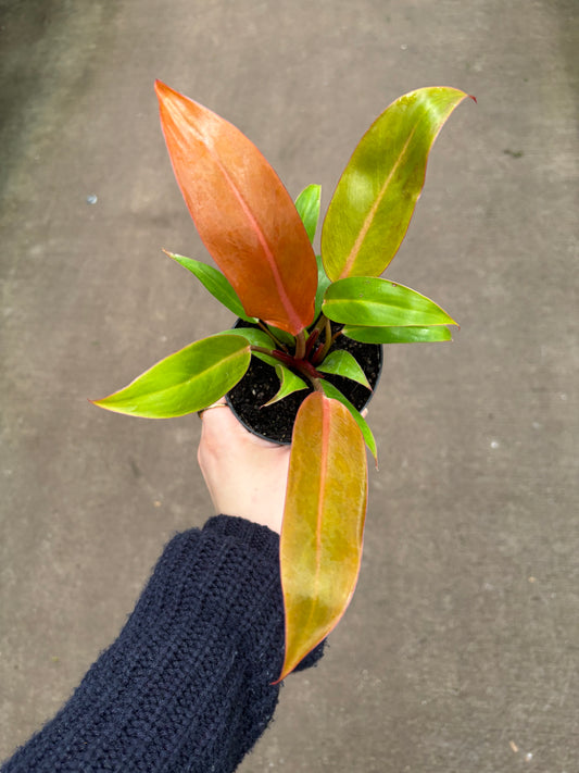 Philodendron Orange Prince