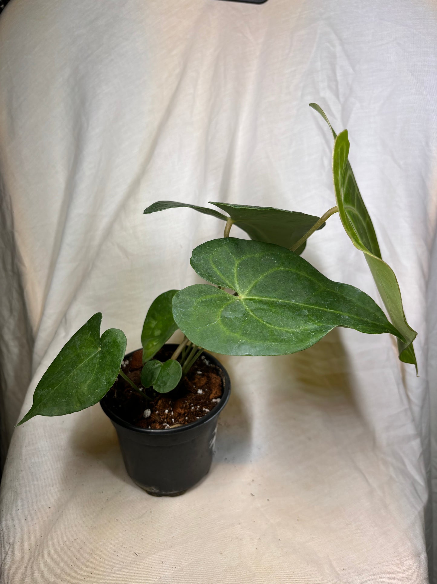 Anthurium Clarinervium Hybrid