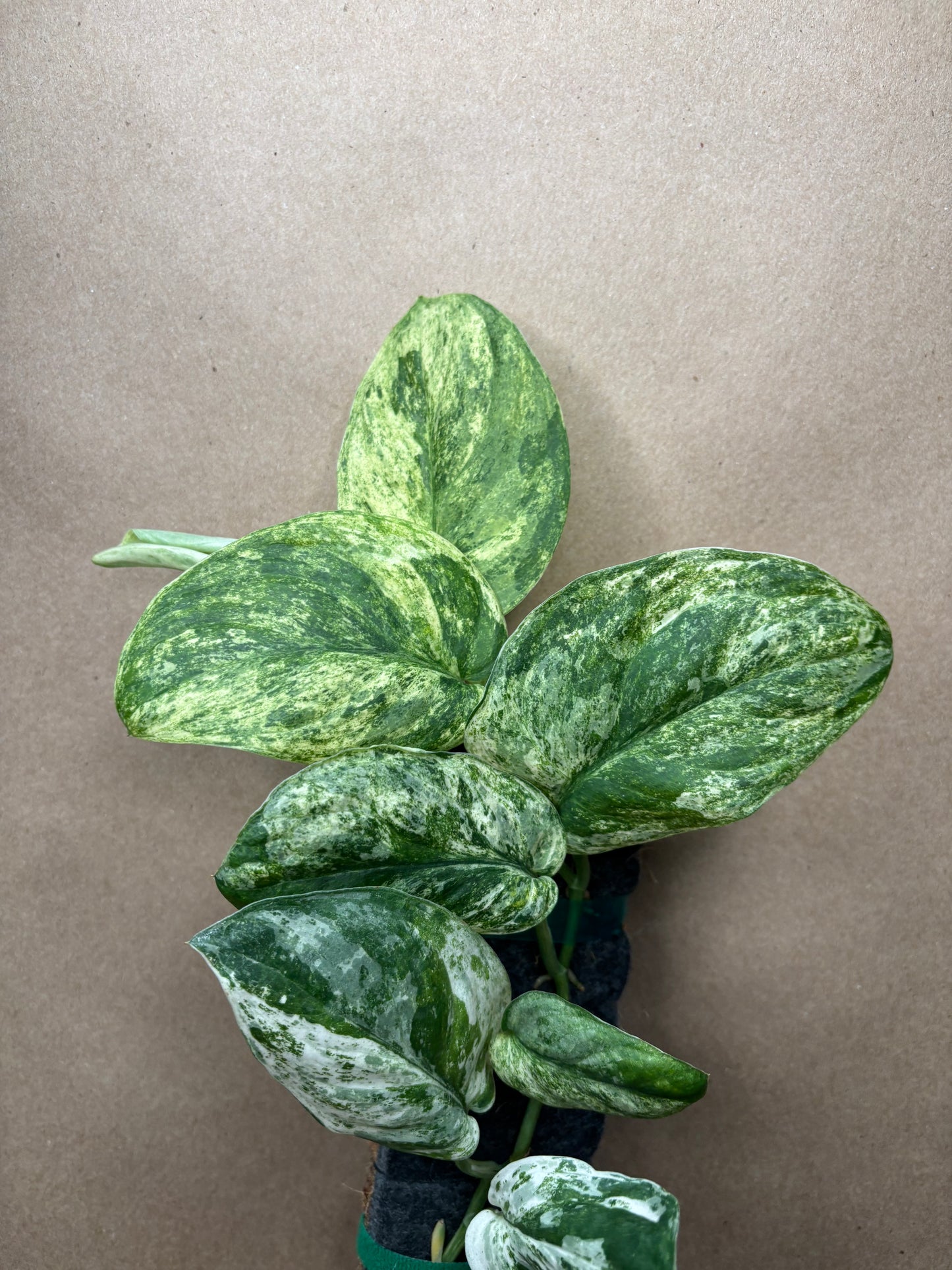 Scindapsus 'Jade Satin' Marble Variegated