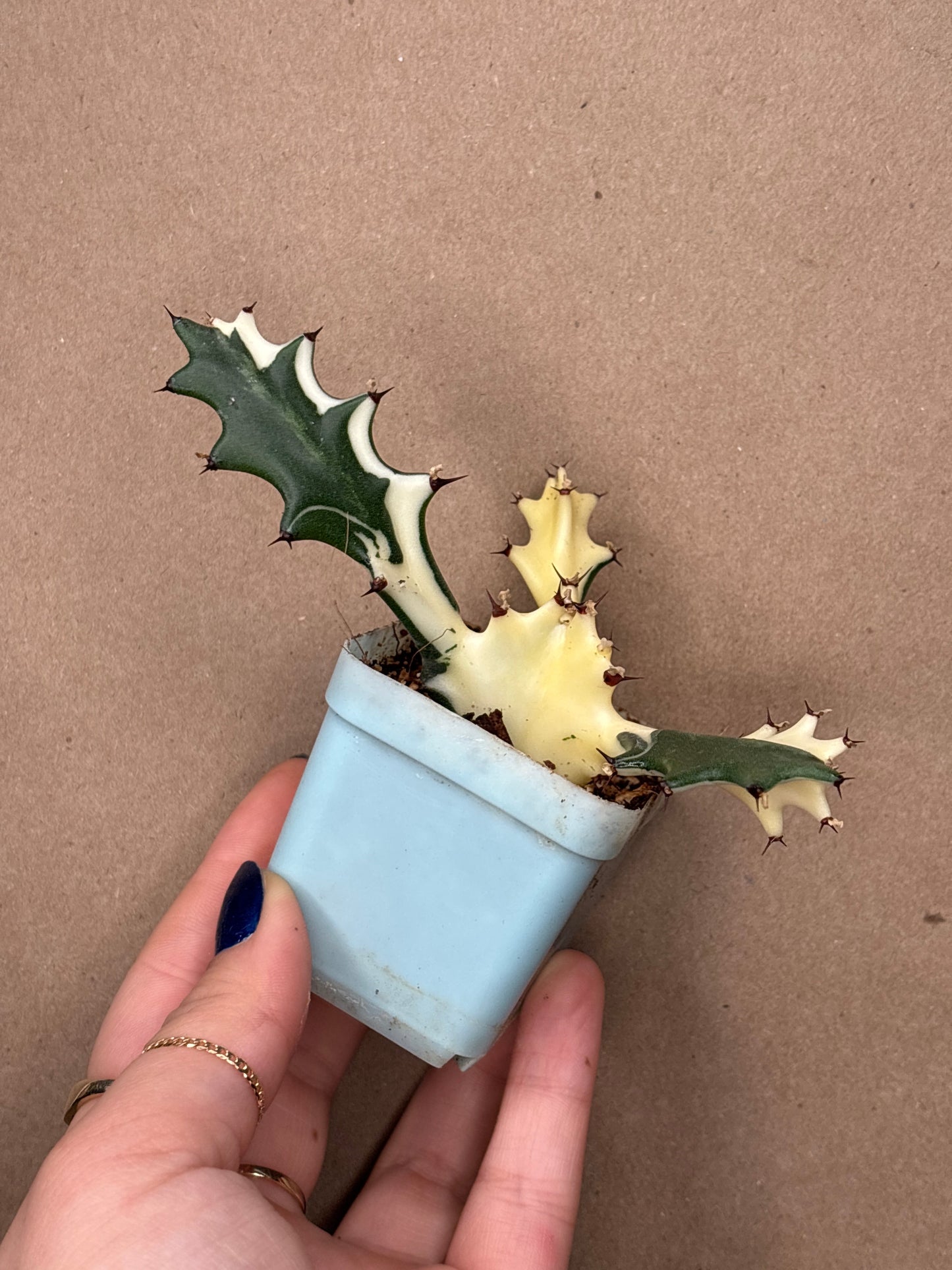 Euphorbia 'White Ghost'