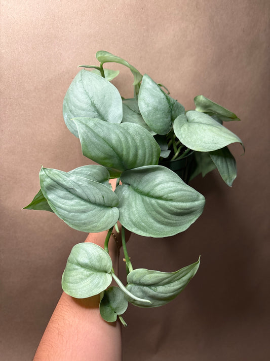 Scindapsus Silver Hero
