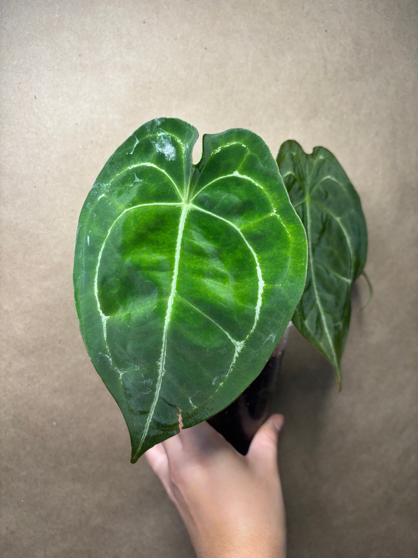 Anthurium forgetii