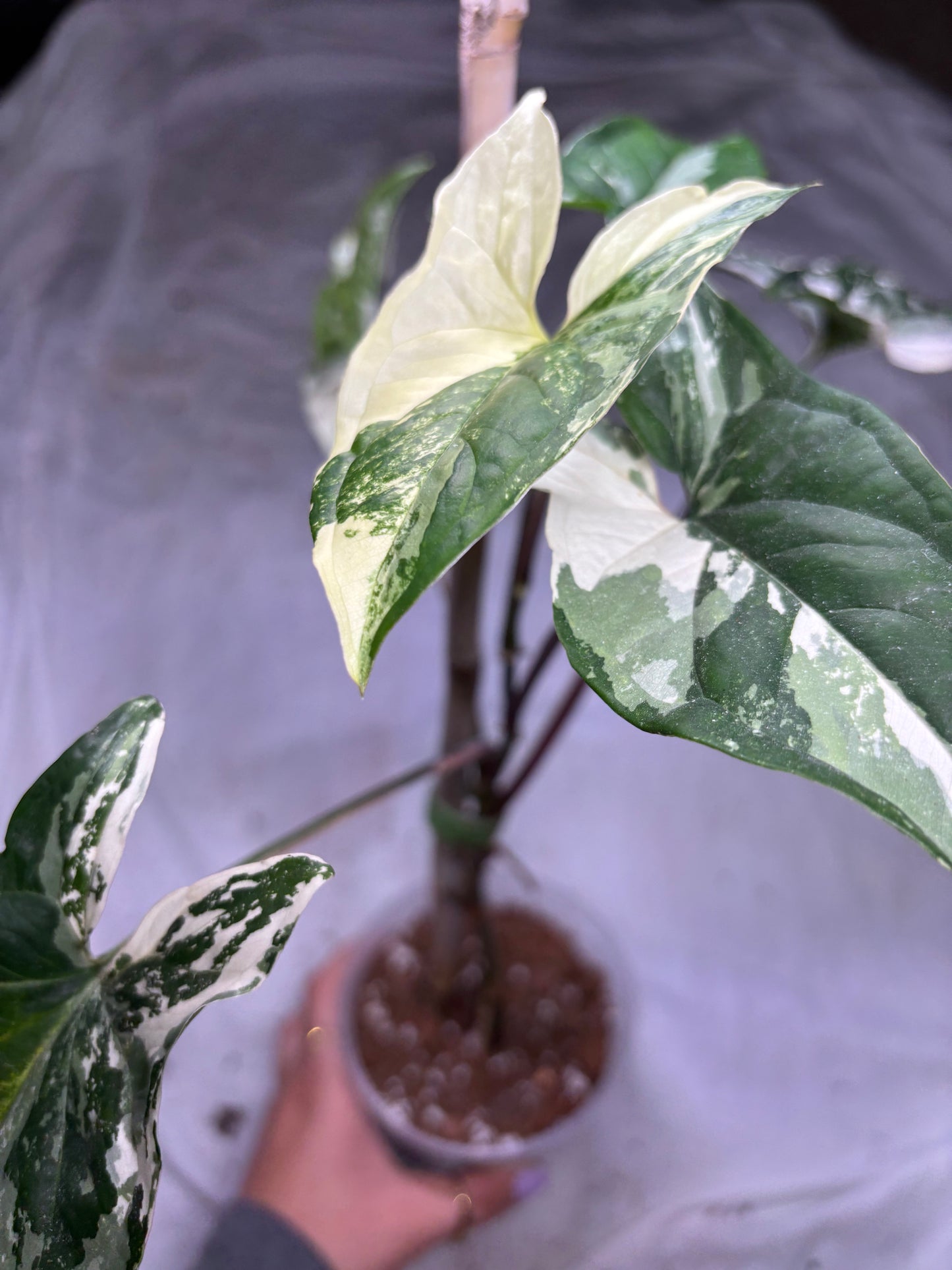 Syngonium Albo