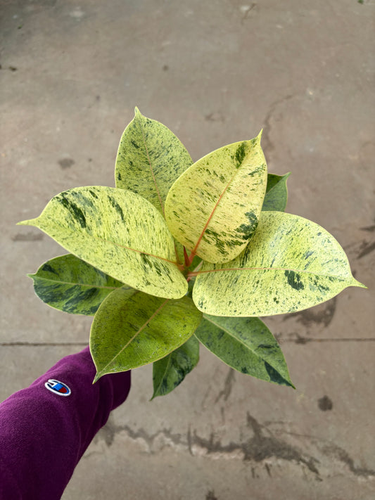Ficus Elastica ‘Moonshine’