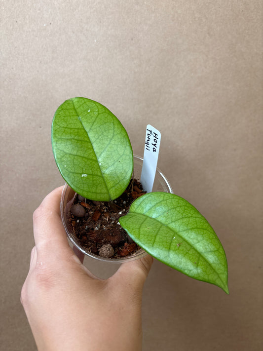 Hoya Fungii