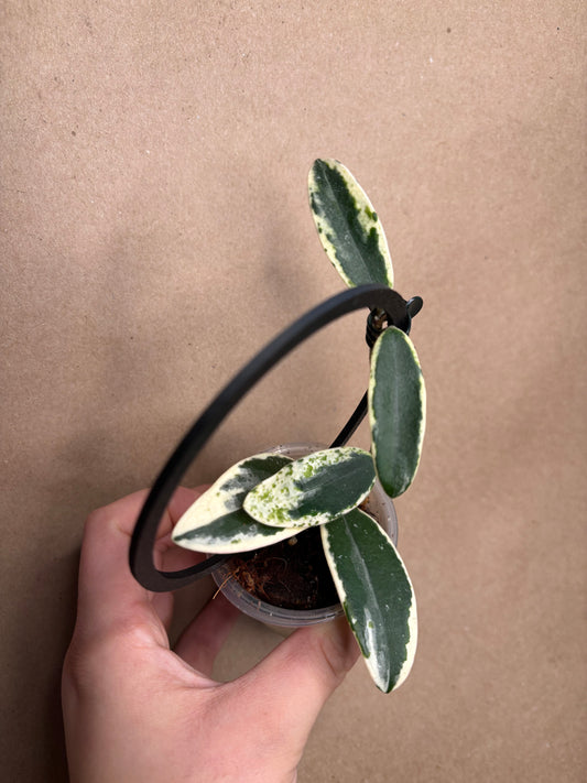 Hoya Lyi Prism