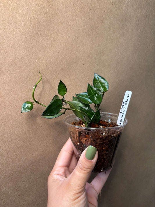 Hoya Lacunosa Black