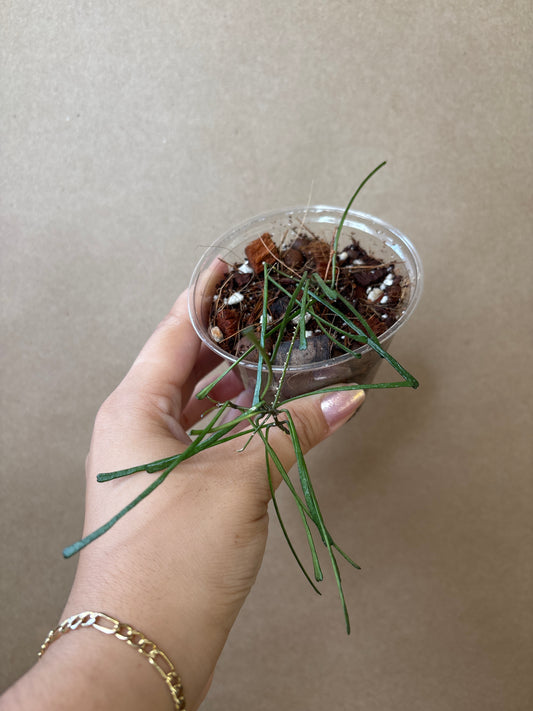 Hoya Retusa
