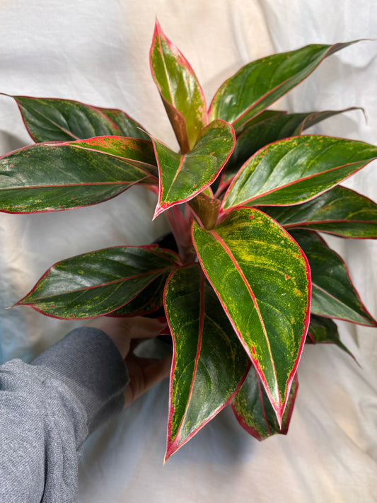 Aglaonema Red Siam