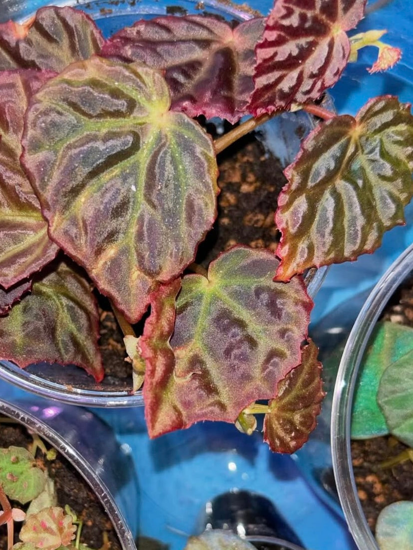Begonia dracopelta x Begonia sarawak