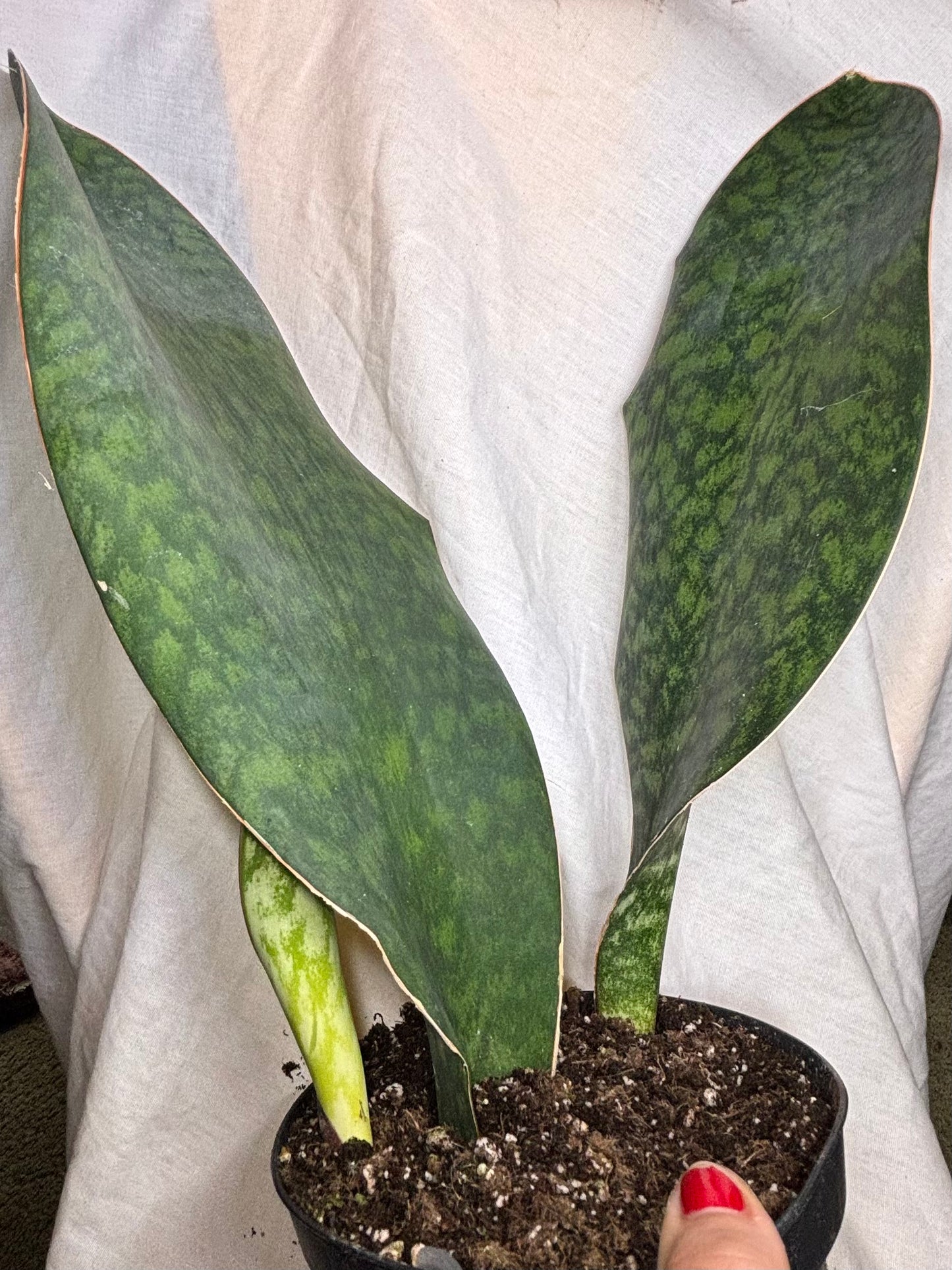 Snake Plant Whale Fin