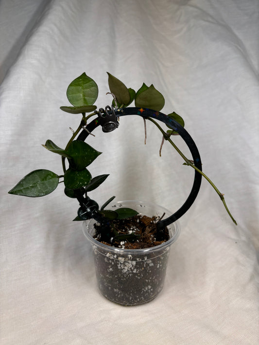 Black Circle Trellis