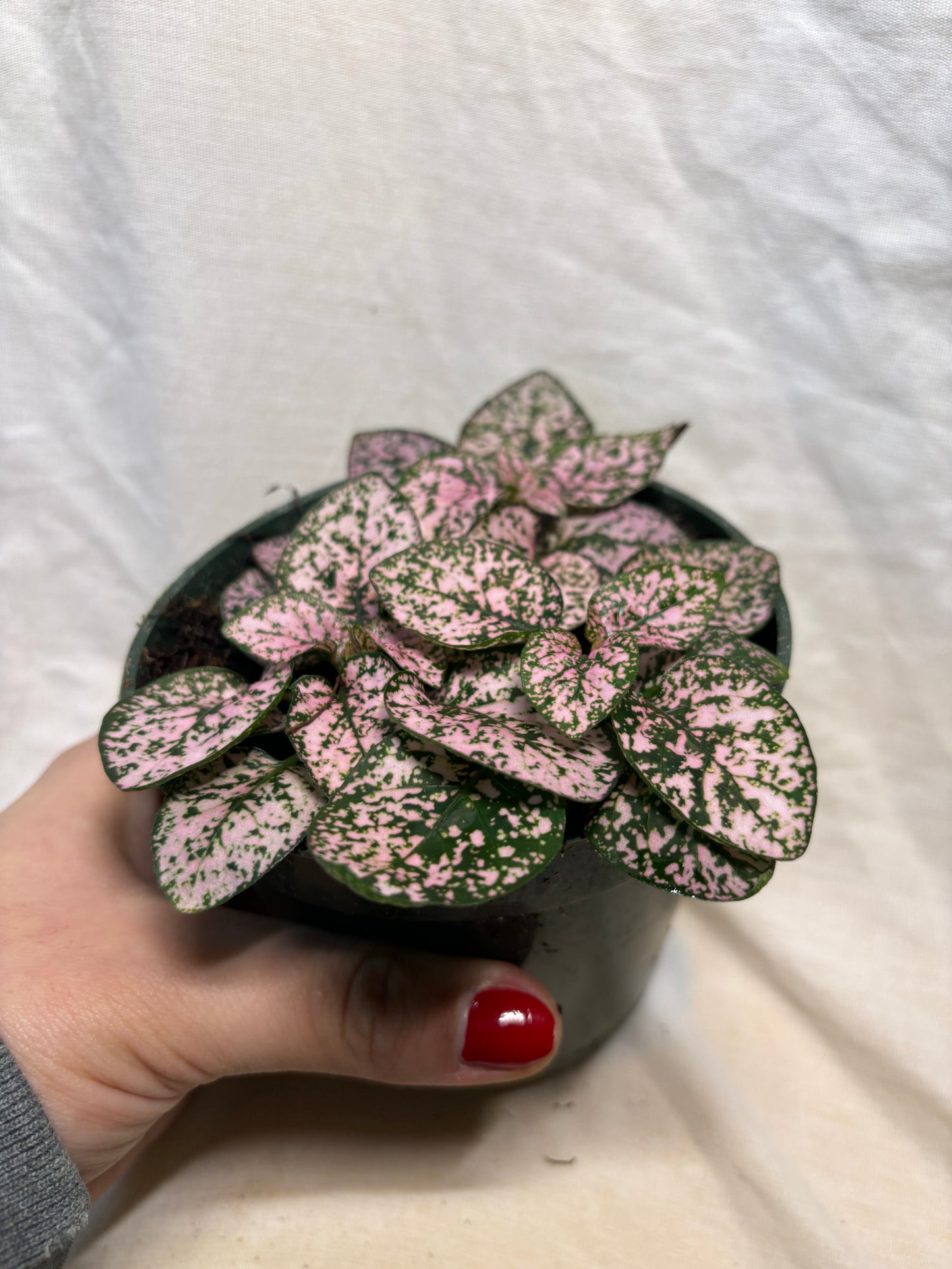 Polka Dot Plant 3”