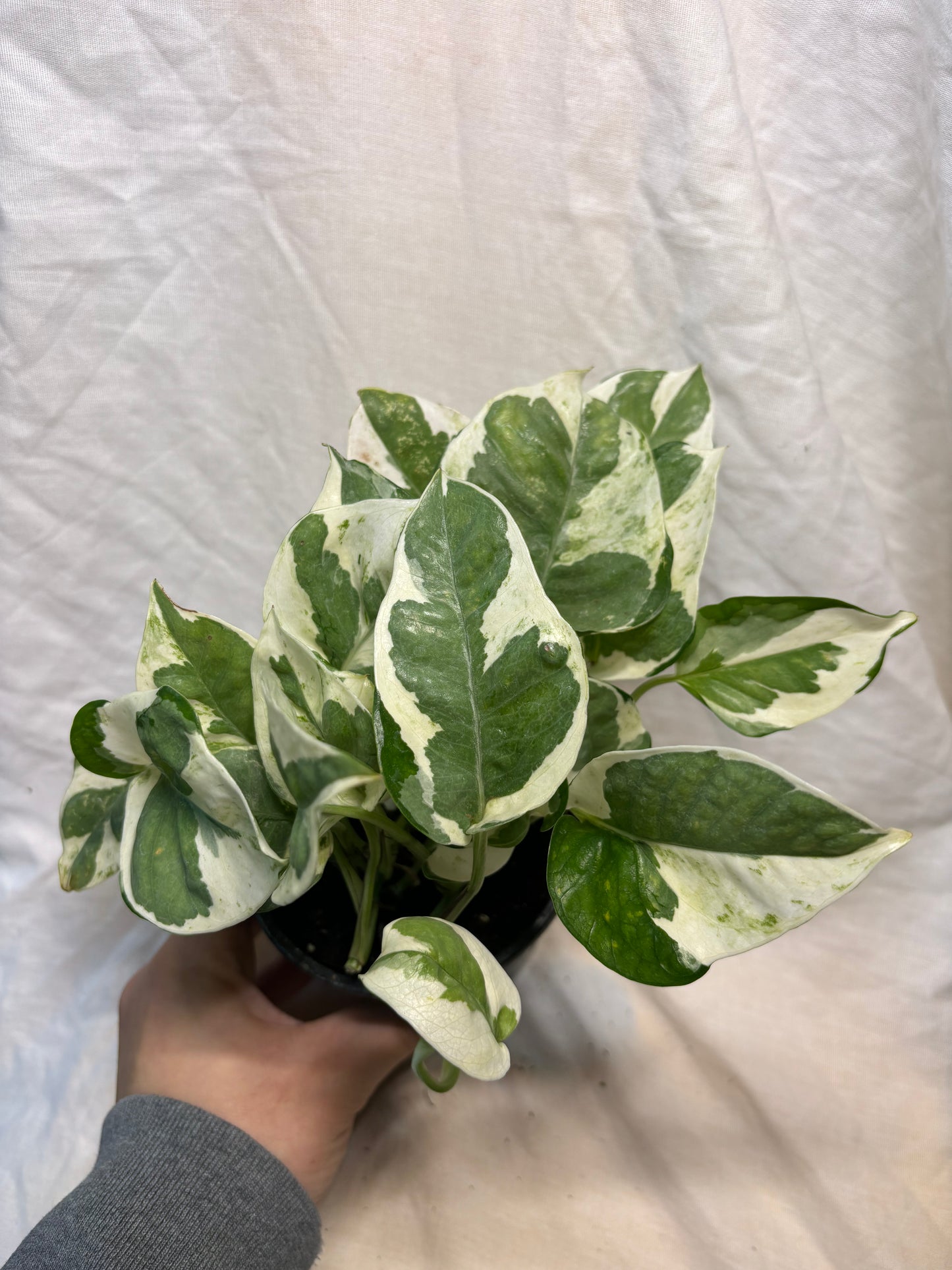 Pearl & Jade Pothos 4” Pot