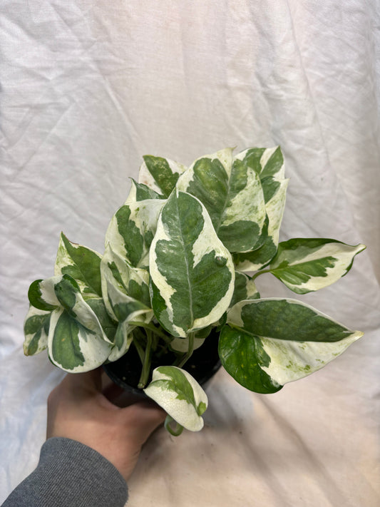 Pearl & Jade Pothos 4” Pot