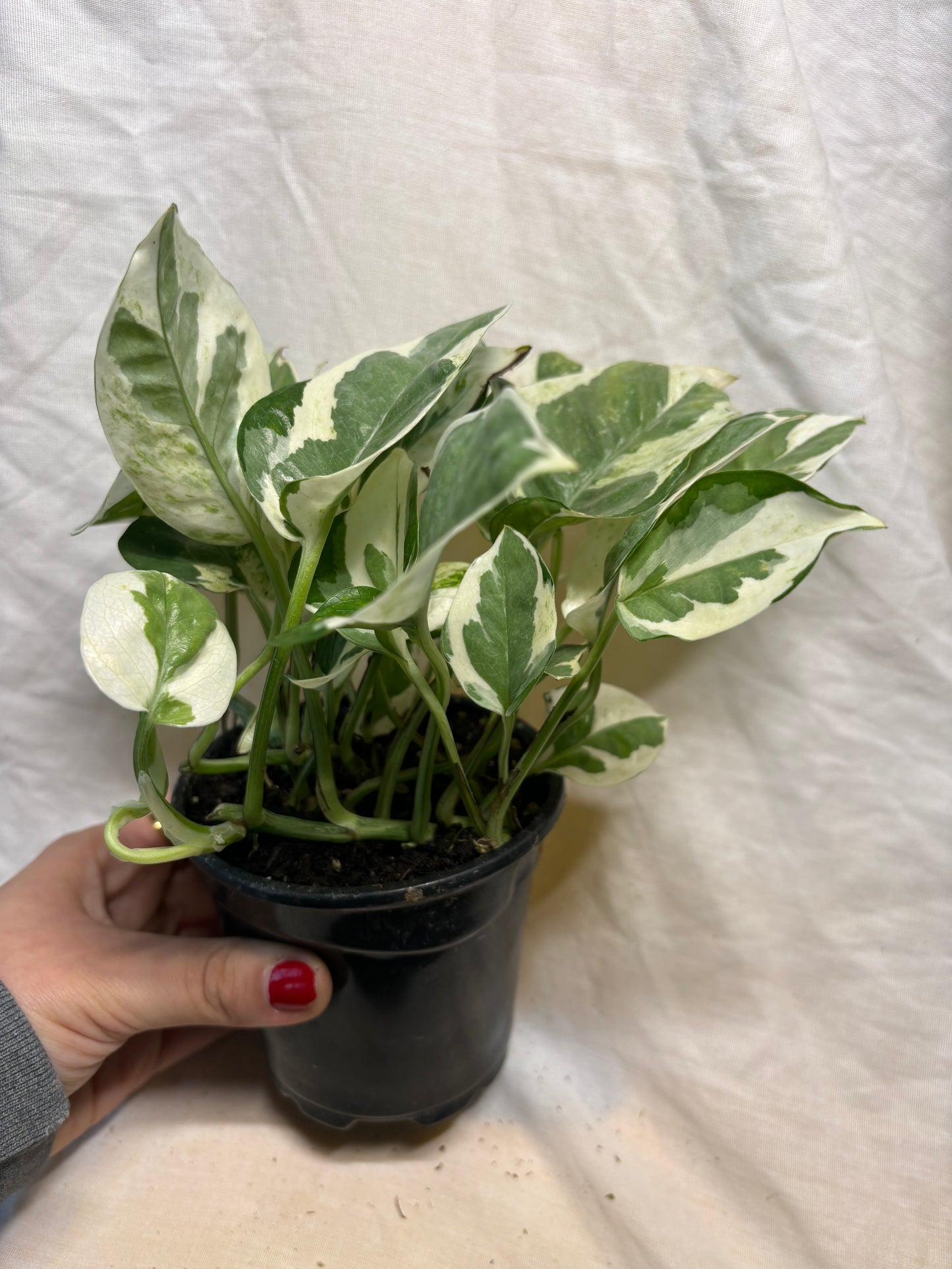 Pearl & Jade Pothos 4” Pot