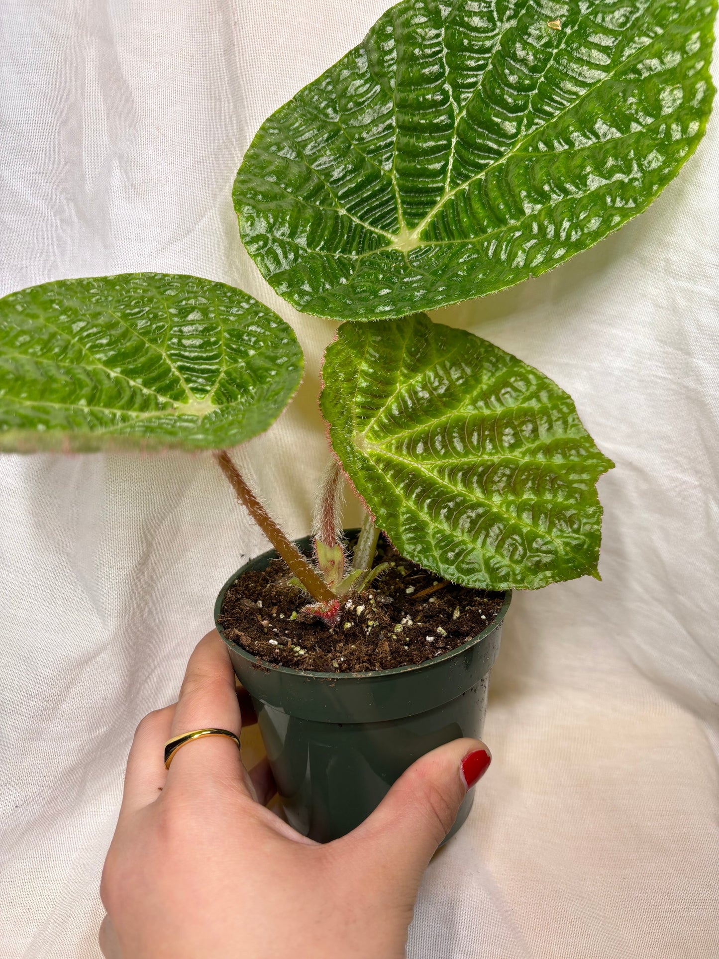 Begonia Paulensis