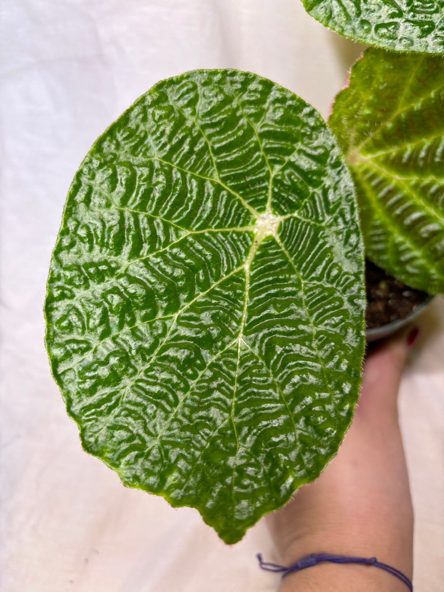 Begonia Paulensis