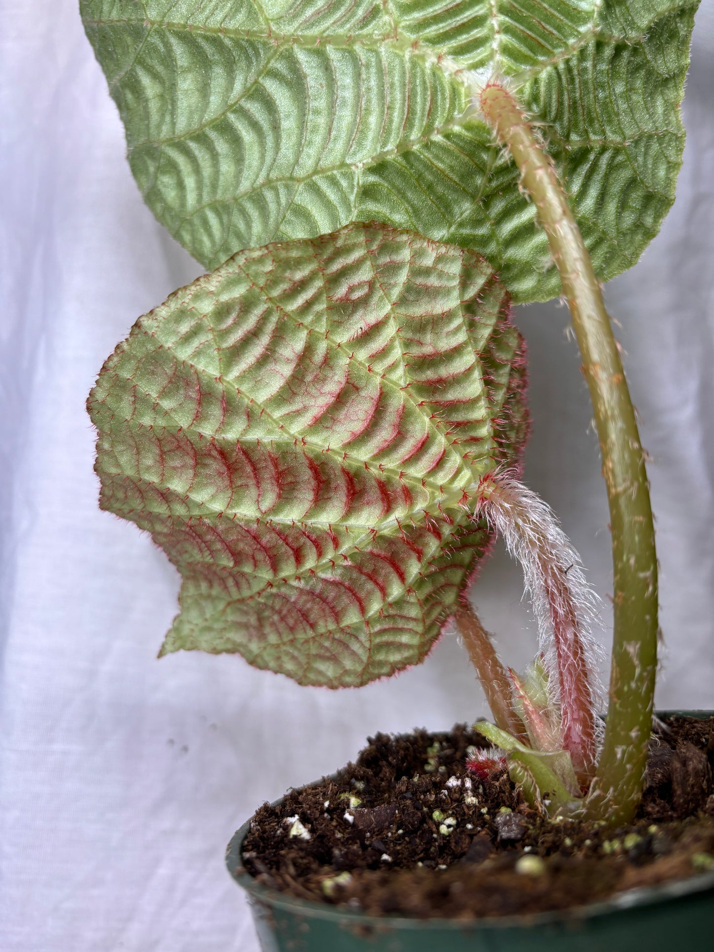 Begonia Paulensis