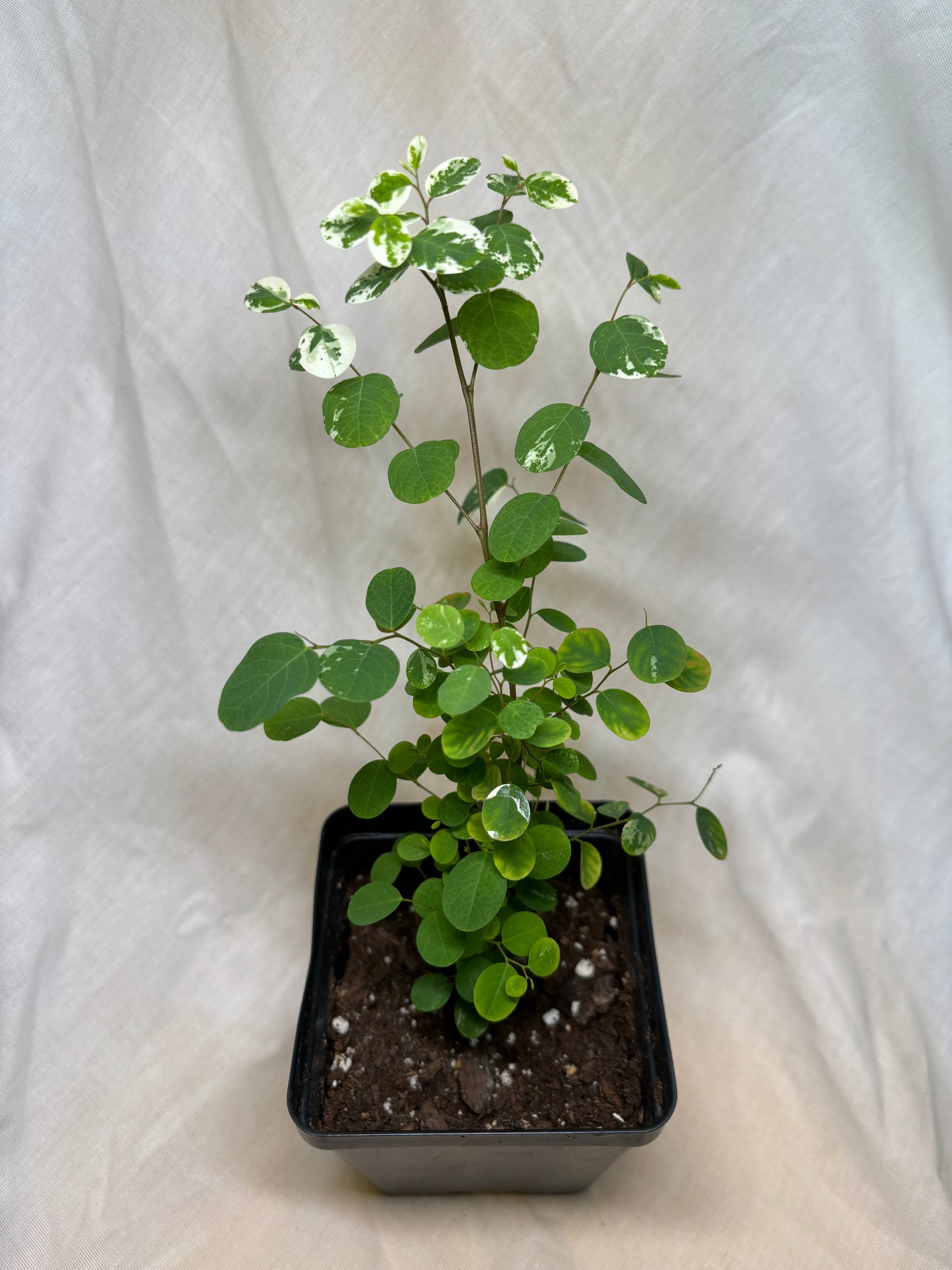 Hawaiian Snow Bush