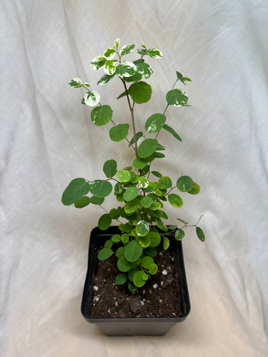 Hawaiian Snow Bush