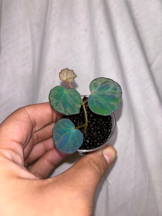 Begonia Sp. Sarawak