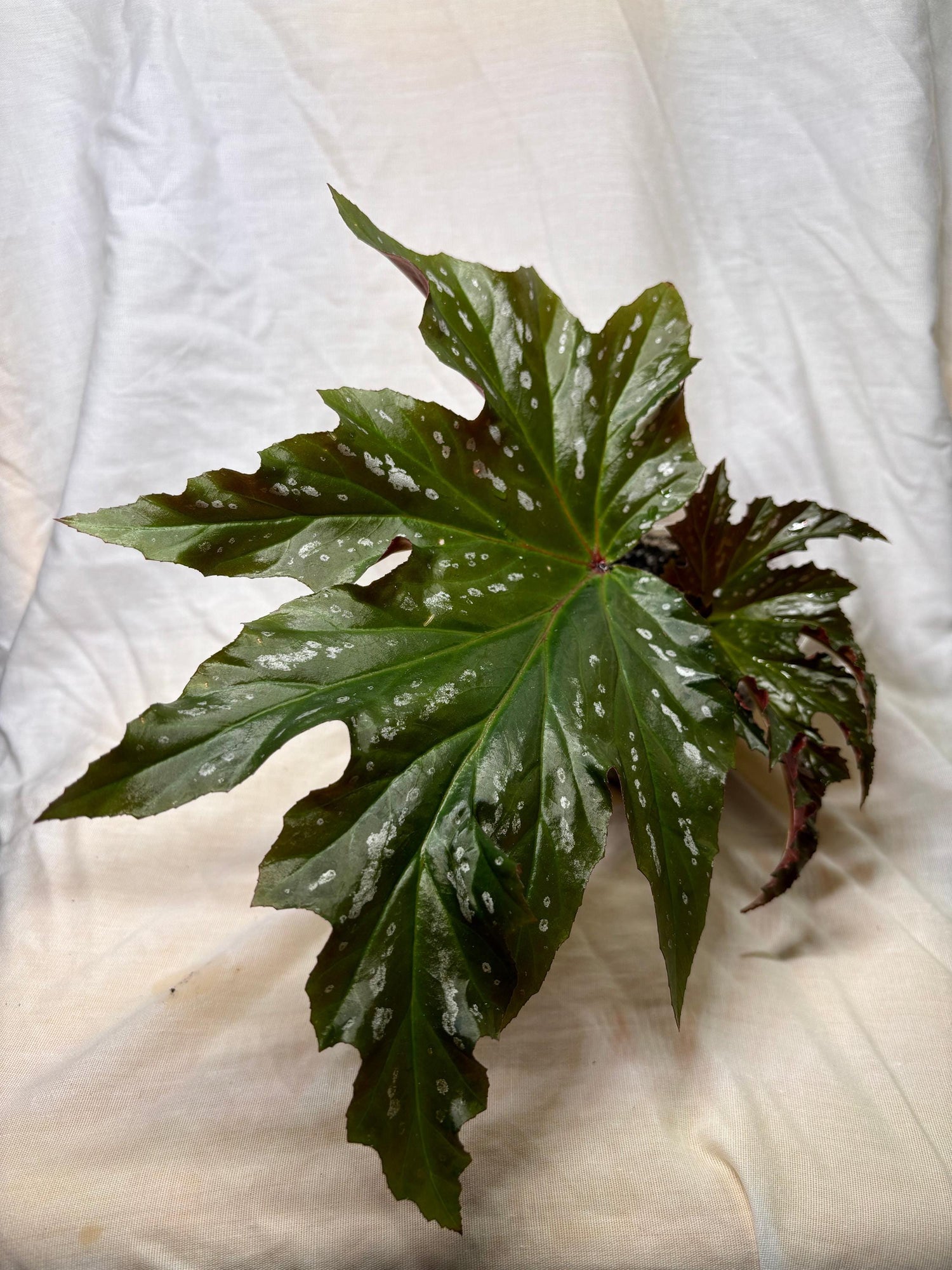 Begonia &#39;Sophie Cecile&#39;